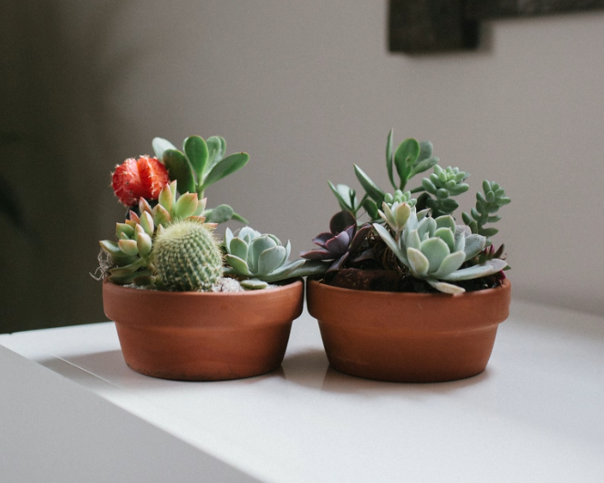 Cactus & Succulent Garden-image